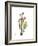 Pink Calla Lily Portrait-Albert Koetsier-Framed Premium Giclee Print