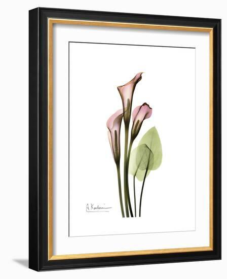 Pink Calla Lily Portrait-Albert Koetsier-Framed Premium Giclee Print