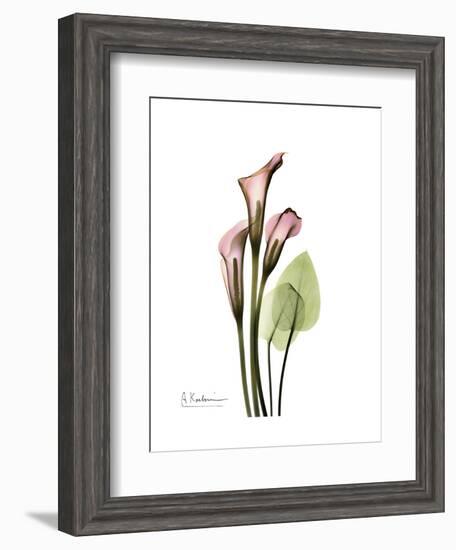 Pink Calla Lily Portrait-Albert Koetsier-Framed Premium Giclee Print