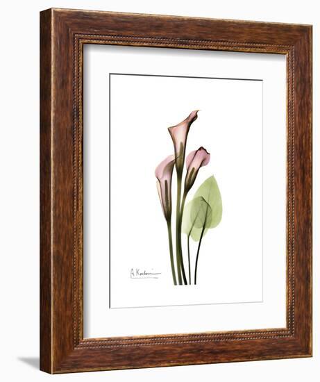 Pink Calla Lily Portrait-Albert Koetsier-Framed Premium Giclee Print