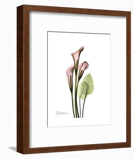 Pink Calla Lily Portrait-Albert Koetsier-Framed Premium Giclee Print