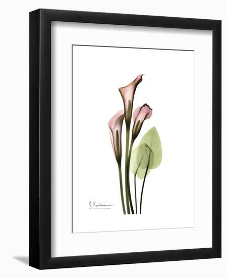 Pink Calla Lily Portrait-Albert Koetsier-Framed Premium Giclee Print