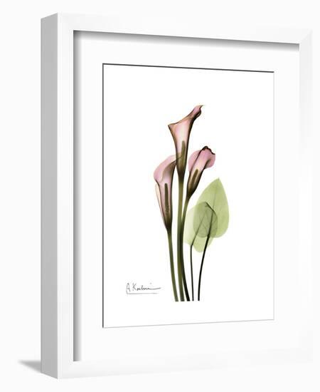 Pink Calla Lily Portrait-Albert Koetsier-Framed Premium Giclee Print