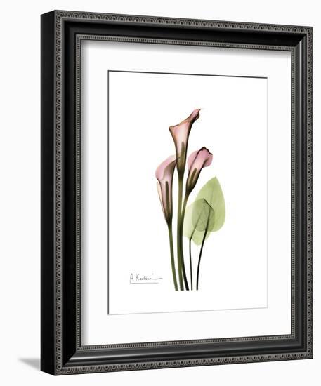 Pink Calla Lily Portrait-Albert Koetsier-Framed Premium Giclee Print