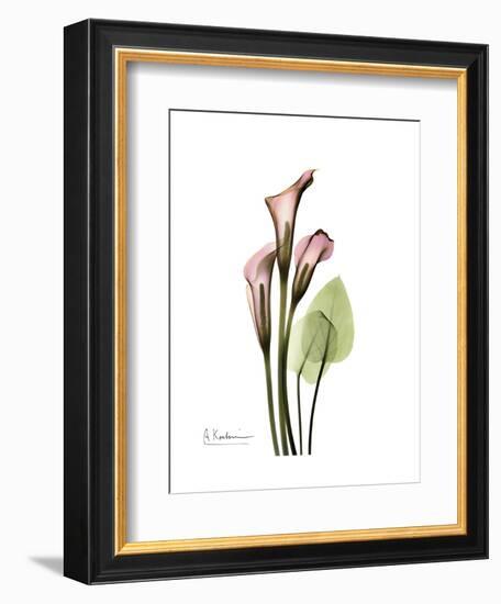 Pink Calla Lily Portrait-Albert Koetsier-Framed Premium Giclee Print