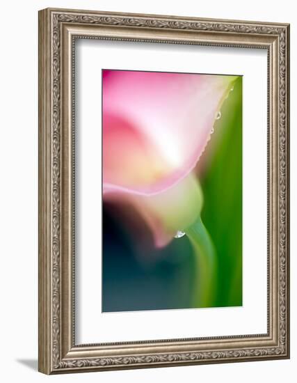 Pink Calla-Ursula Abresch-Framed Photographic Print
