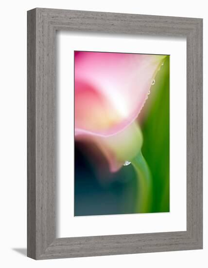 Pink Calla-Ursula Abresch-Framed Photographic Print