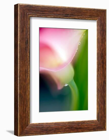 Pink Calla-Ursula Abresch-Framed Photographic Print