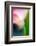 Pink Calla-Ursula Abresch-Framed Photographic Print