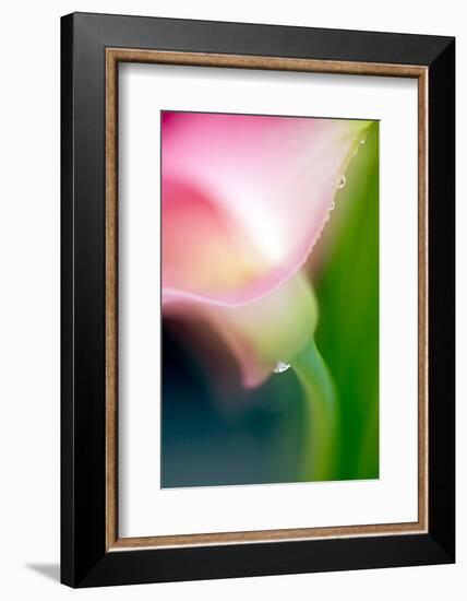 Pink Calla-Ursula Abresch-Framed Photographic Print