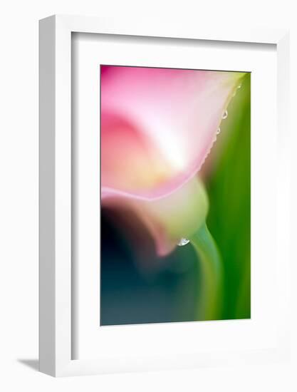 Pink Calla-Ursula Abresch-Framed Photographic Print