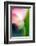 Pink Calla-Ursula Abresch-Framed Photographic Print