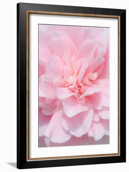 Pink Camellia Flower (Photography)-null-Framed Giclee Print