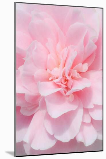 Pink Camellia Flower (Photography)-null-Mounted Giclee Print