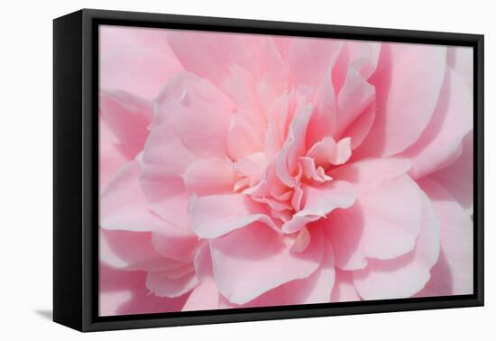 Pink Camellia Flower (Photography)-null-Framed Premier Image Canvas