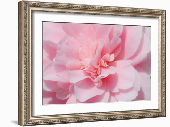 Pink Camellia Flower (Photography)-null-Framed Giclee Print