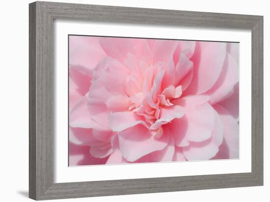 Pink Camellia Flower (Photography)-null-Framed Giclee Print