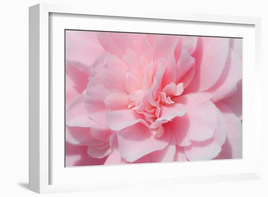 Pink Camellia Flower (Photography)-null-Framed Giclee Print