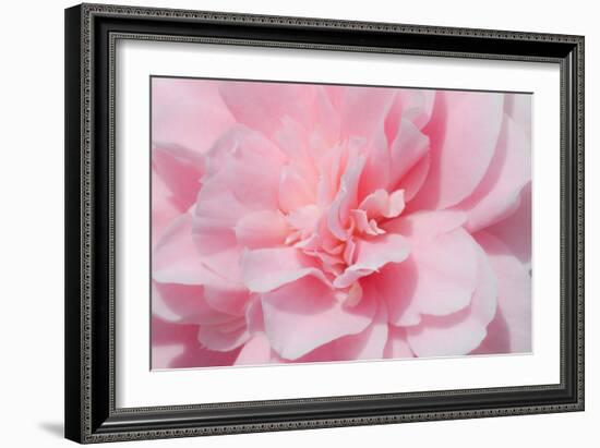 Pink Camellia Flower (Photography)-null-Framed Giclee Print