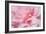 Pink Camellia Flower (Photography)-null-Framed Giclee Print