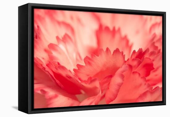 Pink Carnation Flower Petals-Yon Marsh-Framed Premier Image Canvas