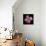 Pink Carnations-Magda Indigo-Photographic Print displayed on a wall