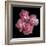 Pink Carnations-Magda Indigo-Framed Photographic Print