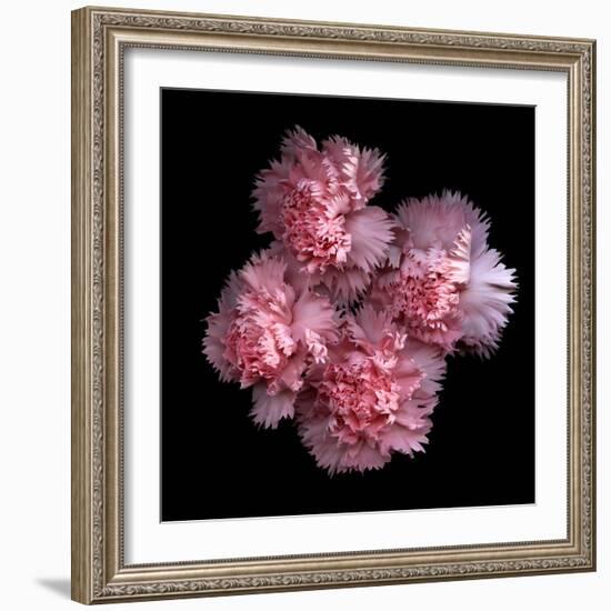 Pink Carnations-Magda Indigo-Framed Photographic Print