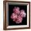 Pink Carnations-Magda Indigo-Framed Photographic Print