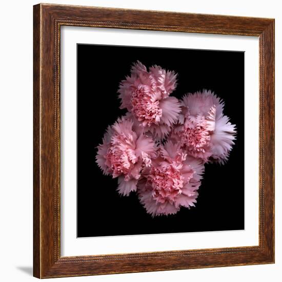 Pink Carnations-Magda Indigo-Framed Photographic Print