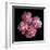 Pink Carnations-Magda Indigo-Framed Photographic Print