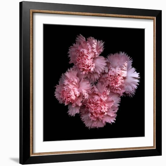 Pink Carnations-Magda Indigo-Framed Photographic Print