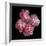 Pink Carnations-Magda Indigo-Framed Photographic Print