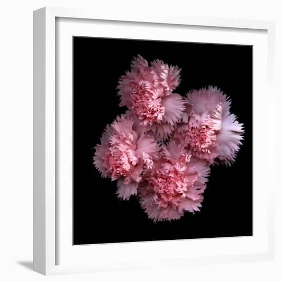 Pink Carnations-Magda Indigo-Framed Photographic Print