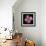 Pink Carnations-Magda Indigo-Framed Photographic Print displayed on a wall