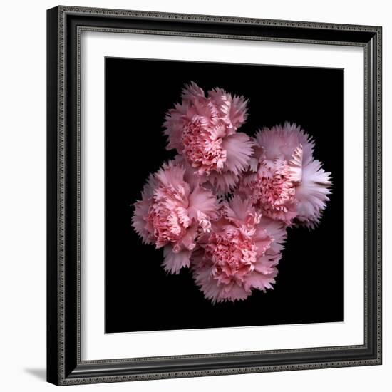 Pink Carnations-Magda Indigo-Framed Photographic Print