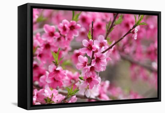 Pink Cherry Blossom in Spring Time-SNEHITDESIGN-Framed Premier Image Canvas
