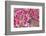 Pink Cherry Blossom in Spring Time-SNEHITDESIGN-Framed Photographic Print