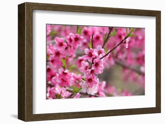 Pink Cherry Blossom in Spring Time-SNEHITDESIGN-Framed Photographic Print