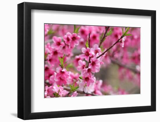 Pink Cherry Blossom in Spring Time-SNEHITDESIGN-Framed Photographic Print