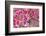 Pink Cherry Blossom in Spring Time-SNEHITDESIGN-Framed Photographic Print