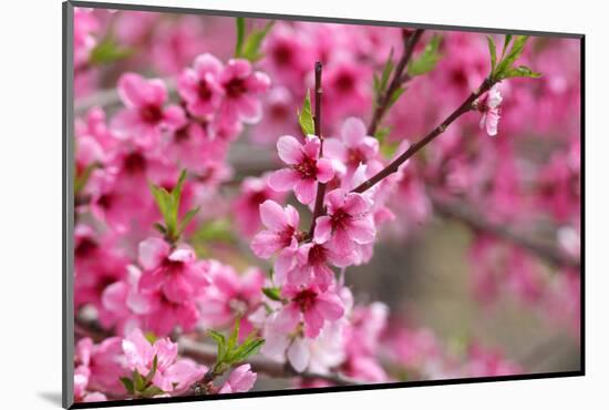 Pink Cherry Blossom in Spring Time-SNEHITDESIGN-Mounted Photographic Print