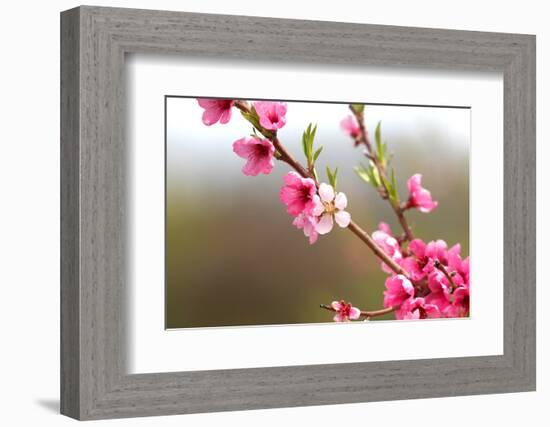 Pink Cherry Blossom in Spring Time-SNEHITDESIGN-Framed Photographic Print