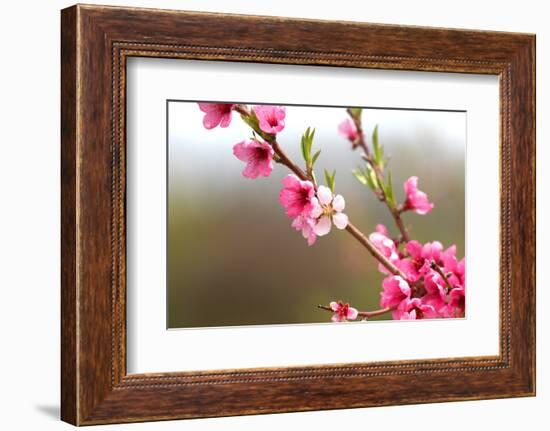 Pink Cherry Blossom in Spring Time-SNEHITDESIGN-Framed Photographic Print