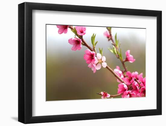 Pink Cherry Blossom in Spring Time-SNEHITDESIGN-Framed Photographic Print