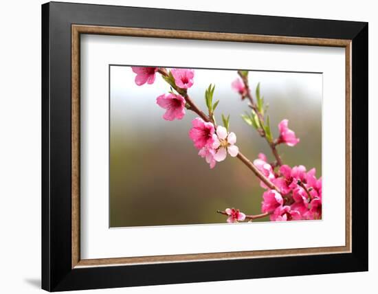 Pink Cherry Blossom in Spring Time-SNEHITDESIGN-Framed Photographic Print