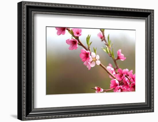 Pink Cherry Blossom in Spring Time-SNEHITDESIGN-Framed Photographic Print