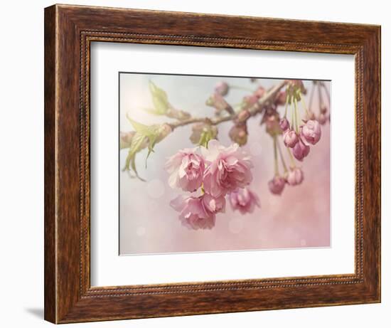 Pink Cherry Blossom Tree-egal-Framed Premium Giclee Print