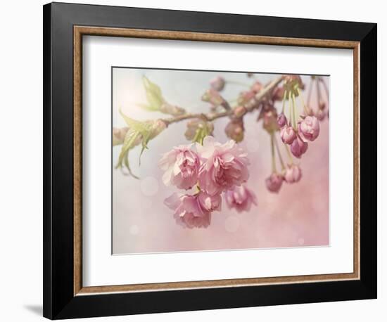 Pink Cherry Blossom Tree-egal-Framed Premium Giclee Print