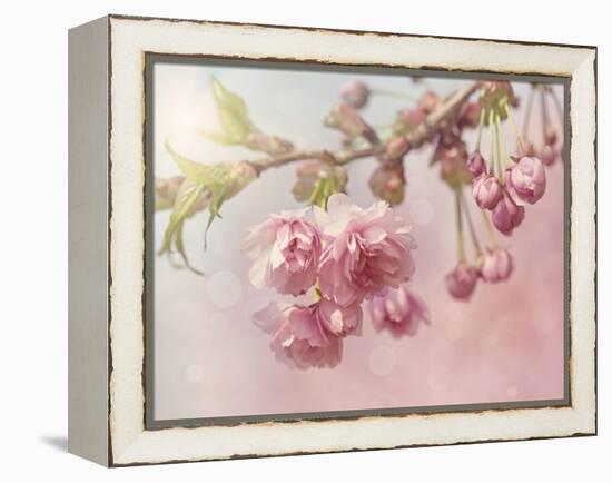 Pink Cherry Blossom Tree-egal-Framed Stretched Canvas